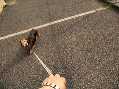 山路を登りながら、こう考えた。
智に働けば角が立つ。情に棹させば流される。意地を通せば窮屈だ。兎角に人の世は住みにくい。
住みにくさが高じると、安い所へ引き越したくなる。どこへ越しても住みにくいと悟った時、詩が生れて、画が出来る、とんかつも出来る。