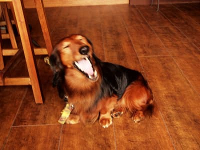 カップ焼きそばの種類が多い店に「カップ焼きそば専門店並の品揃え」って書いてあるのをちょくちょく見るんだけど、実際のランキング上位のカップ焼きそば専門店ではペヤングオンリーとかもよくあるので、少しモヤモヤする表現である。