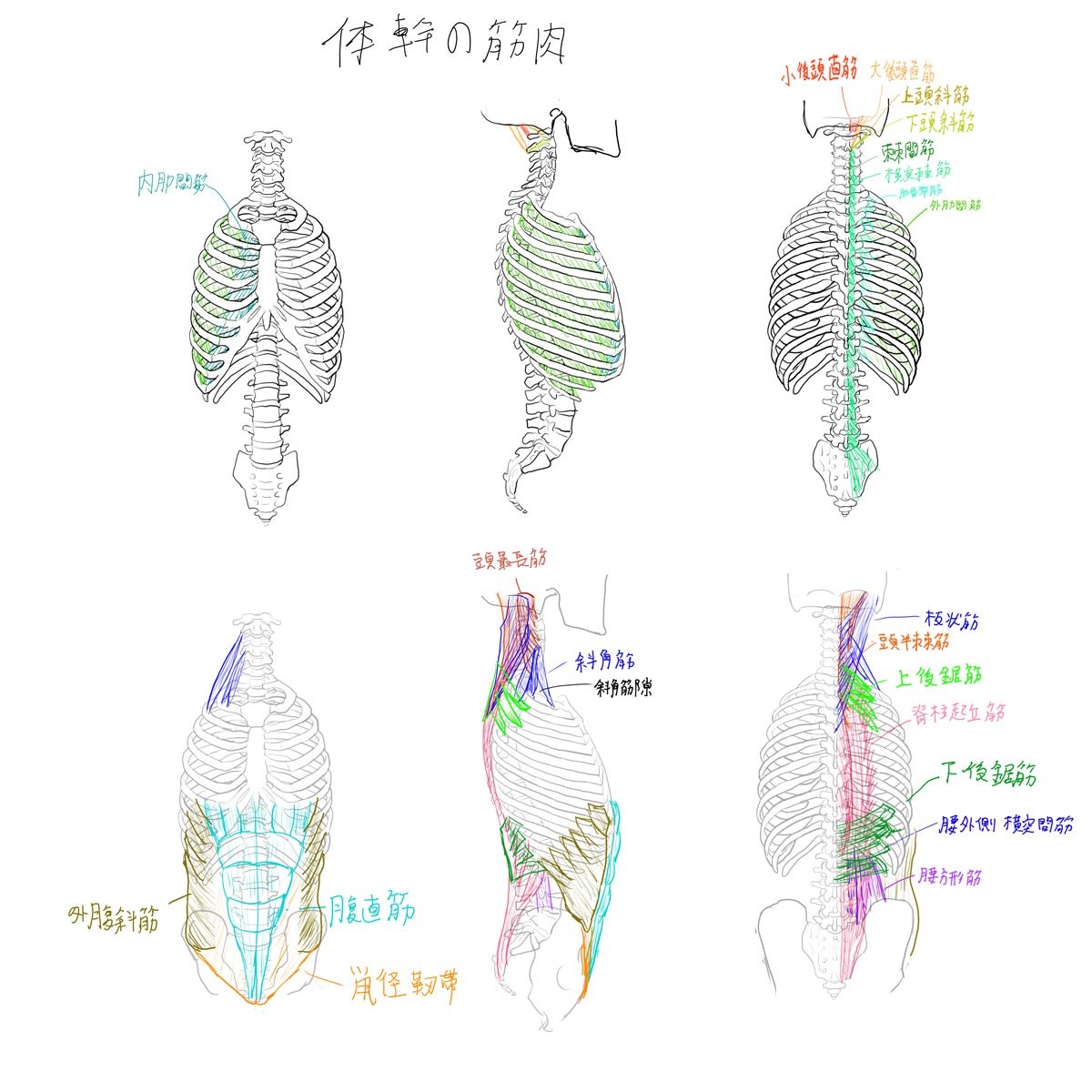 解剖学15: 体幹の筋肉