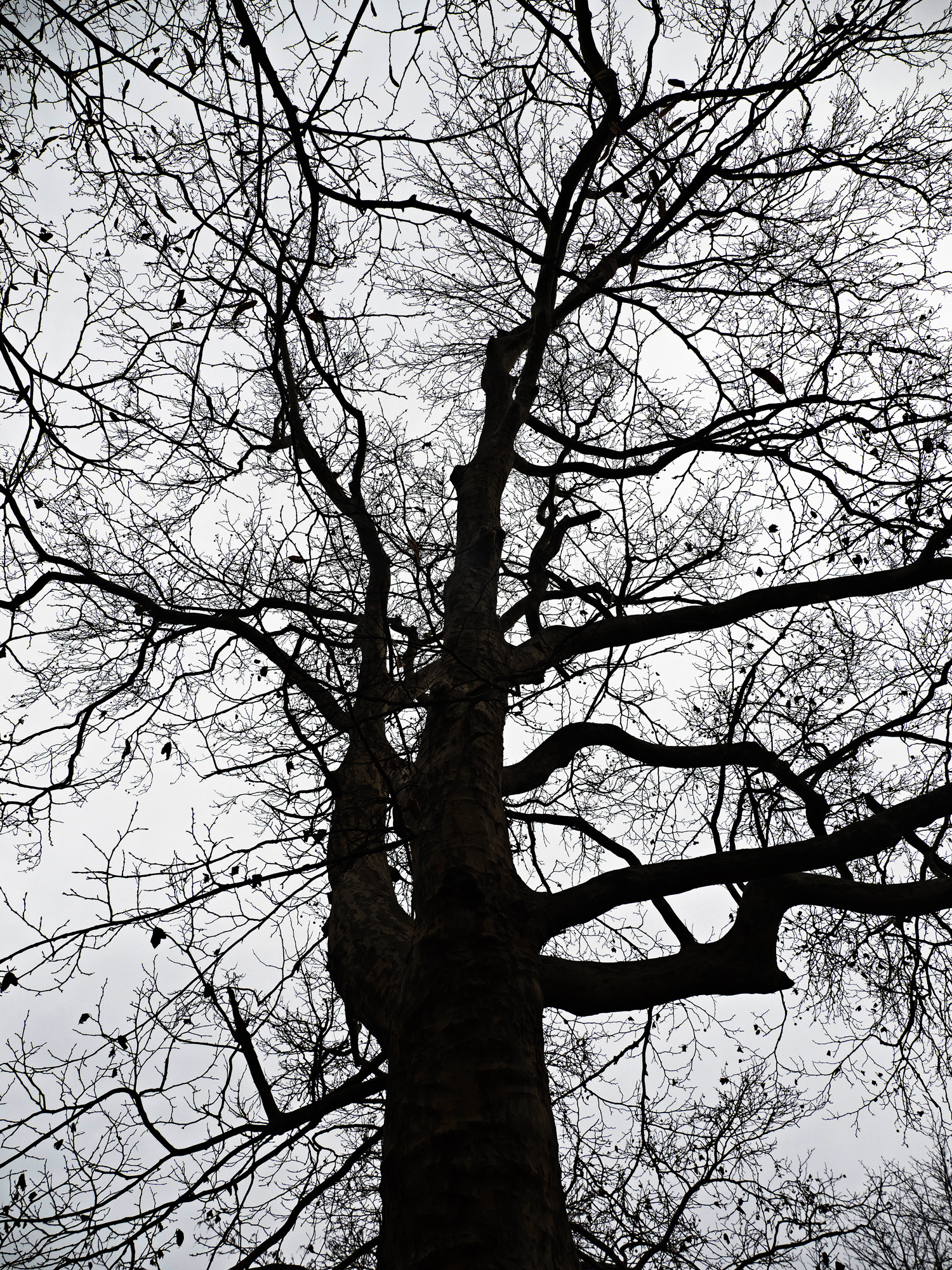 アメリカスズカケノキ